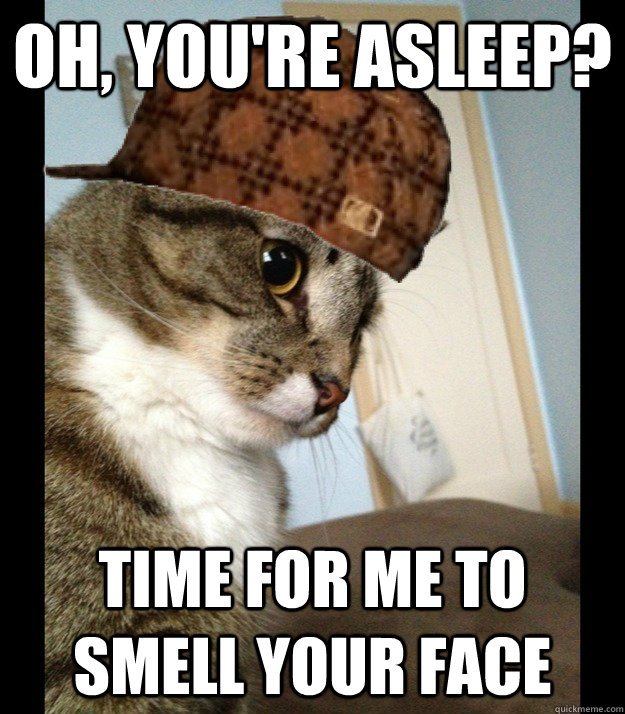 oh, you're asleep? time for me to smell your face - oh, you're asleep? time for me to smell your face  Scumbag Cat