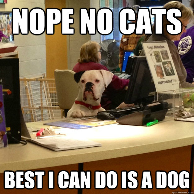 NOPE NO CATS BEST i CAN DO IS A DOG  