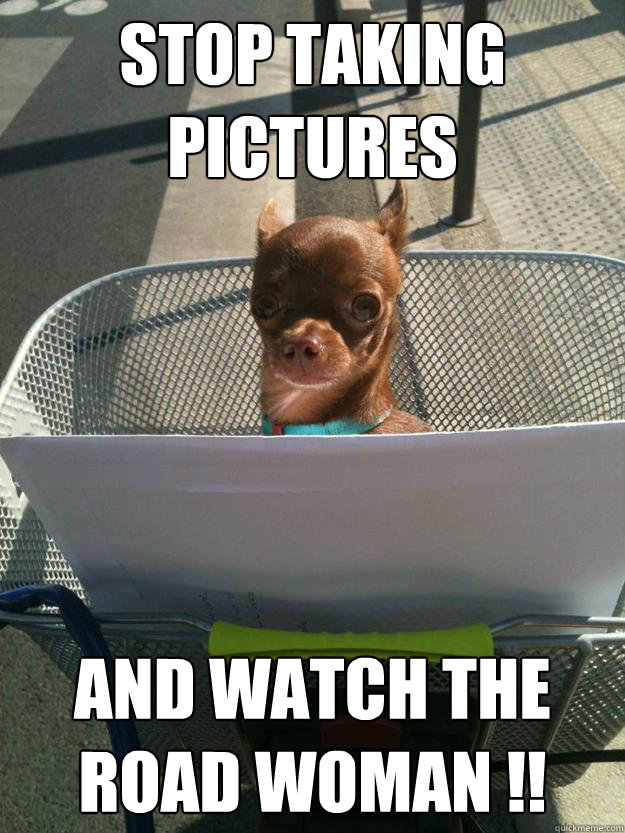 Stop taking pictures and watch the road woman !!  Scared dog is scared