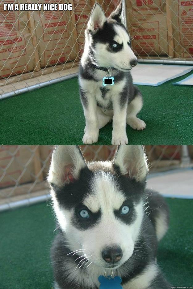 i'm a really nice dog   Insanity puppy