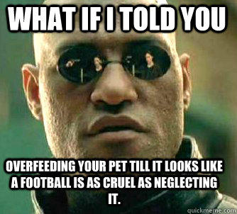 what if i told you overfeeding your pet till it looks like a football is as cruel as neglecting it.  Matrix Morpheus