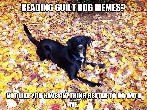 Reading Guilt Dog MemeS? not like you have anything better to do with Me - Reading Guilt Dog MemeS? not like you have anything better to do with Me  Guilt Giving Good Dog