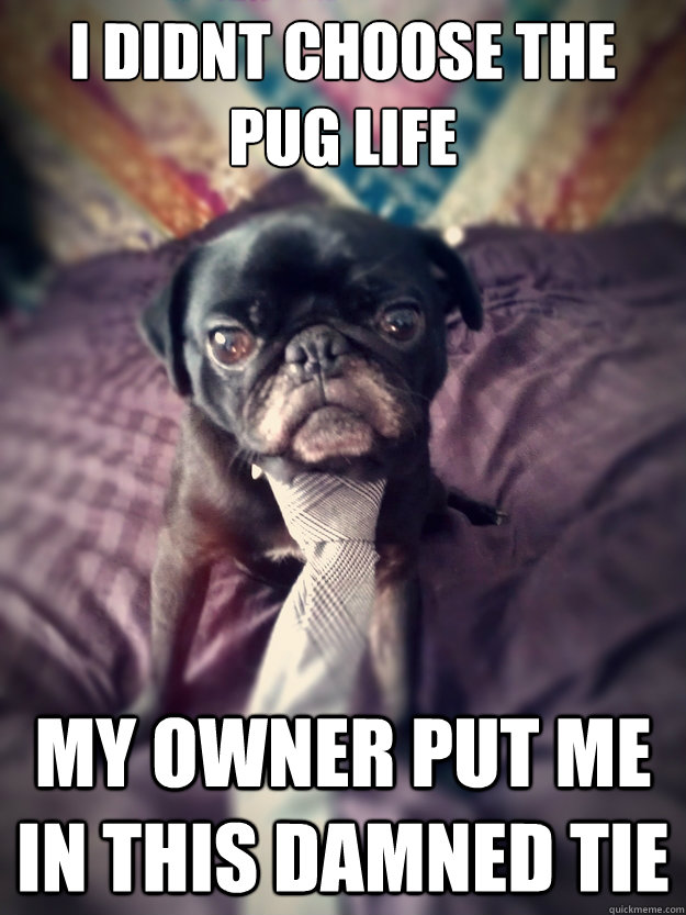 I didnt choose the pug life My owner put me in this damned tie - I didnt choose the pug life My owner put me in this damned tie  Pug Life