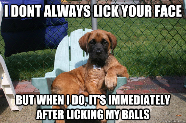i dont always lick your face but when i do, it's immediately after licking my balls - i dont always lick your face but when i do, it's immediately after licking my balls  The Most Interesting Dog in the World