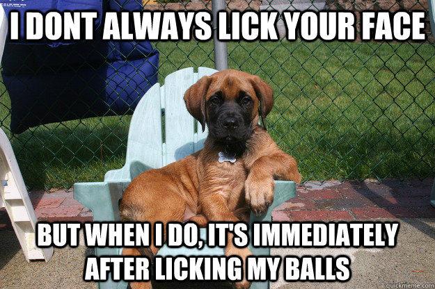 i dont always lick your face but when i do, it's immediately after licking my balls  The Most Interesting Dog in the World