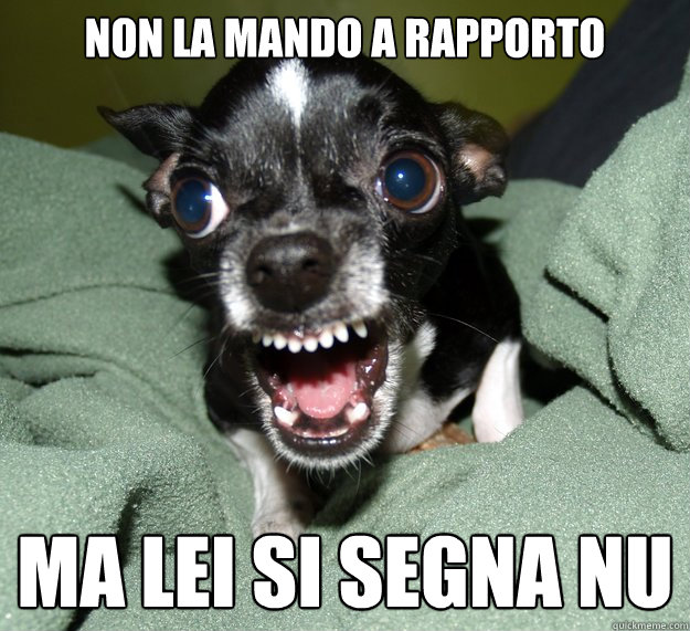 non la mando a rapporto ma lei si segna nu - non la mando a rapporto ma lei si segna nu  Chihuahua Logic
