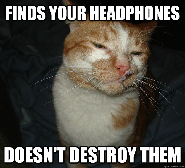 Finds your headphones Doesn't destroy them - Finds your headphones Doesn't destroy them  Good Guy Cat