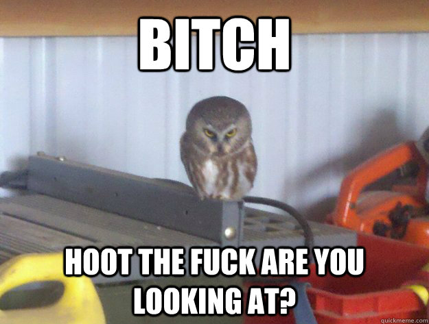 bitch hoot the fuck are you looking at?  Evil Owl