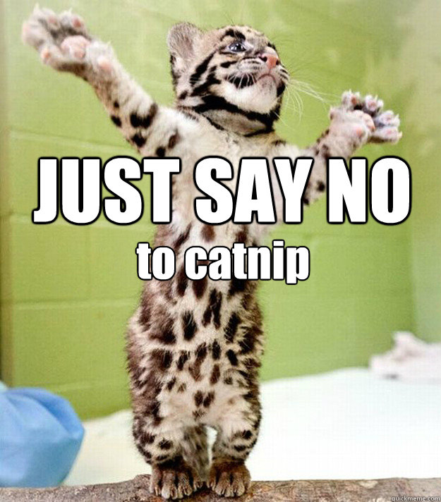 JUST SAY NO to catnip - JUST SAY NO to catnip  PastorCat