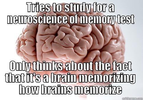 TRIES TO STUDY FOR A NEUROSCIENCE OF MEMORY TEST ONLY THINKS ABOUT THE FACT THAT IT'S A BRAIN MEMORIZING HOW BRAINS MEMORIZE Scumbag Brain