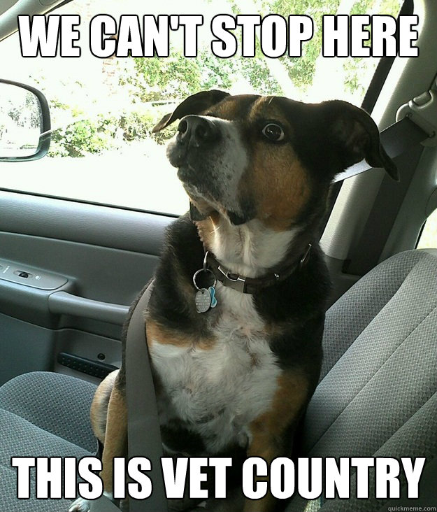 We can't stop here this is vet country  Anxiety Dog