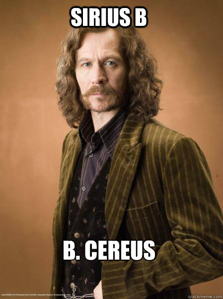 Sirius B B. cereus - Sirius B B. cereus  Im Sirius