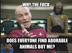 why the fuck does everyone find adorable animals but me? - why the fuck does everyone find adorable animals but me?  Annoyed Picard