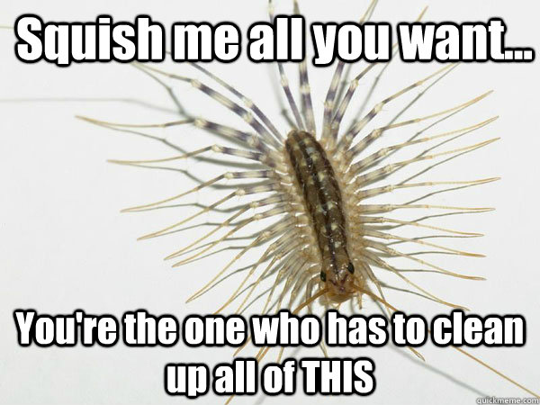 Squish me all you want... You're the one who has to clean up all of THIS - Squish me all you want... You're the one who has to clean up all of THIS  House Centipede