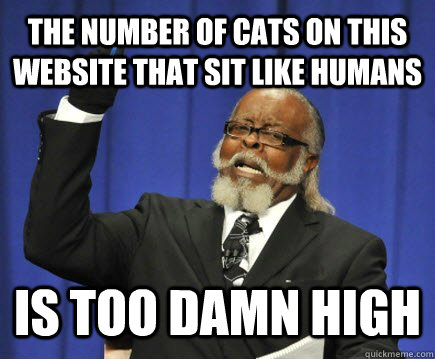 The number of cats on this website that sit like humans Is Too damn High  Too Damn High