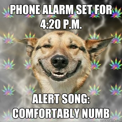 Phone alarm set for 4:20 p.m. Alert song: Comfortably numb  Stoner Dog