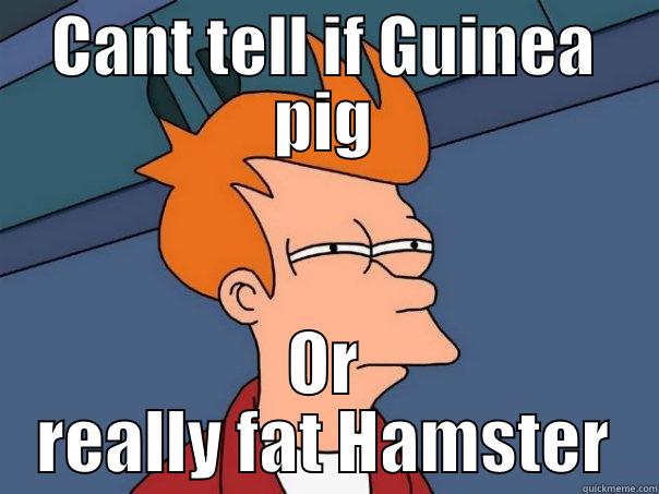 CANT TELL IF GUINEA PIG OR REALLY FAT HAMSTER Futurama Fry