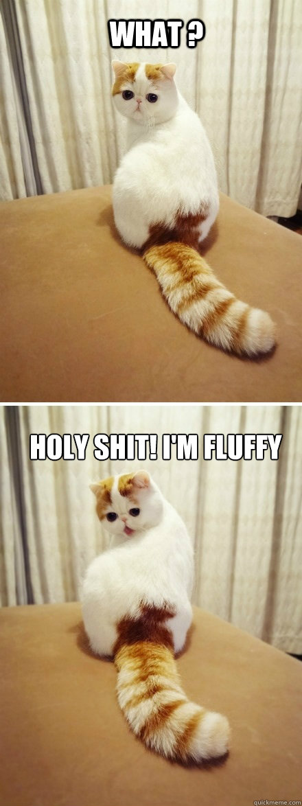 What ? holy shit! i'm fluffy - What ? holy shit! i'm fluffy  im fluffy!