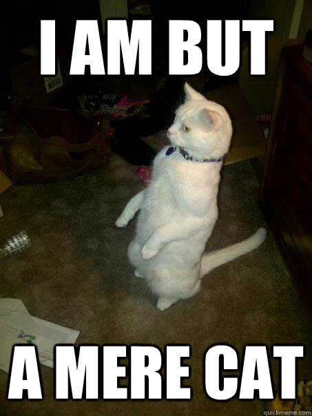 I am but a mere cat  