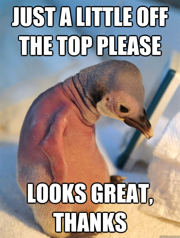 Just a little off the top please Looks great, thanks - Just a little off the top please Looks great, thanks  Socially awkward penguin gets a haircut