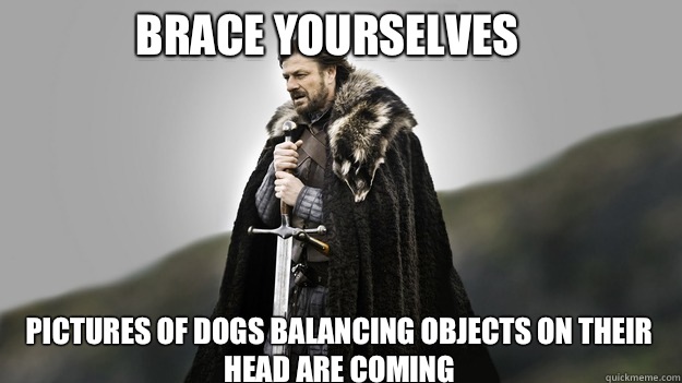 Brace yourselves Pictures of dogs balancing objects on their head are coming  Ned stark winter is coming