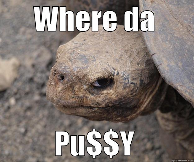 WHERE DA PU$$Y Angry Turtle