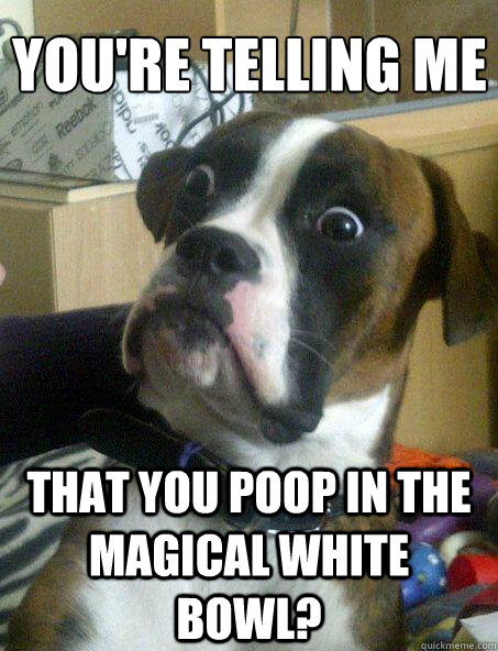 You're telling me That You Poop in the Magical White Bowl?  Baffled boxer