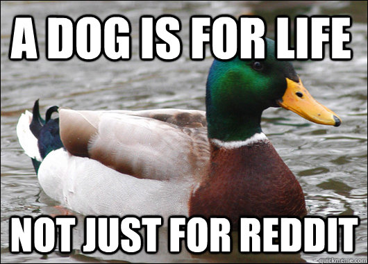 A DOG IS FOR LIFE NOT JUST FOR REDDIT - A DOG IS FOR LIFE NOT JUST FOR REDDIT  Actual Advice Mallard