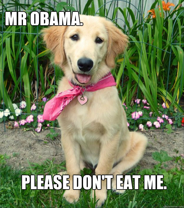 Mr Obama,  Please don't eat me.  - Mr Obama,  Please don't eat me.   Insanely Cute Puppy