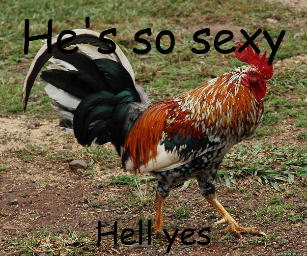 He's so sexy Hell yes - He's so sexy Hell yes  Red Team Rooster
