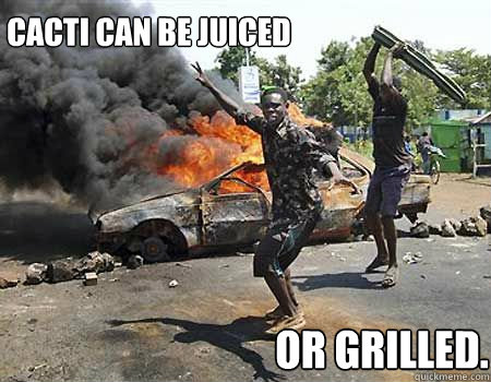 Cacti can be juiced or grilled. - Cacti can be juiced or grilled.  Cactus of inconvienience