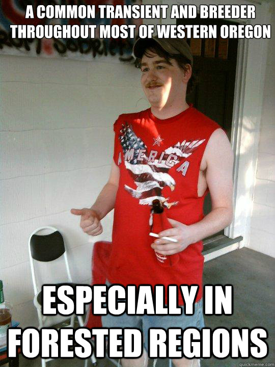 A common transient and breeder throughout most of western Oregon Especially in forested regions  Redneck Randal