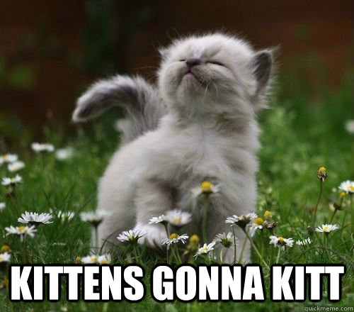  kittens gonna kitt -  kittens gonna kitt  Kittens gonna kitt