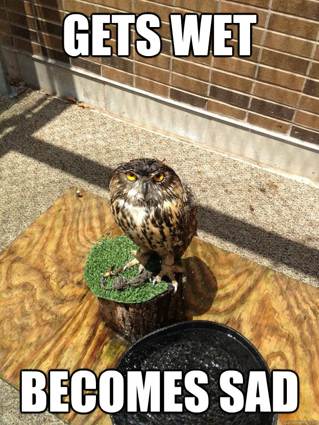Gets Wet Becomes Sad - Gets Wet Becomes Sad  Sad Owl