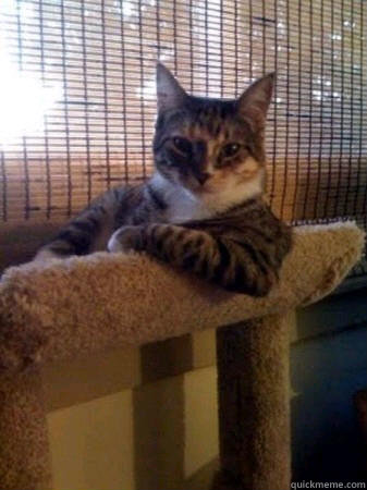    The Most Interesting Cat in the World