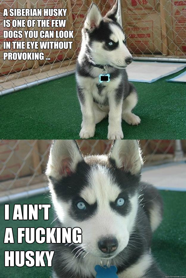 A Siberian Husky
is one of the few
dogs you can look
in the eye without
provoking ... I ain't 
a fucking 
husky - A Siberian Husky
is one of the few
dogs you can look
in the eye without
provoking ... I ain't 
a fucking 
husky  Insanity puppy
