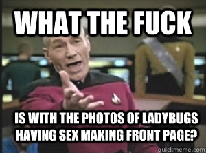 What the fuck is with the photos of ladybugs having sex making front page? - What the fuck is with the photos of ladybugs having sex making front page?  Annoyed Picard