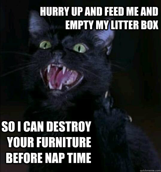 Hurry up and feed me and empty my litter box So I can destroy your furniture before nap time  rude cat