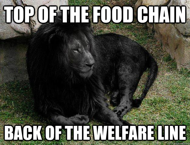 Top of the food chain back of the welfare line - Top of the food chain back of the welfare line  Black Lion Problems