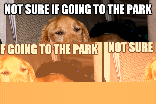Not sure if going to the park Or going to the vet - Not sure if going to the park Or going to the vet  Skeptical Dog