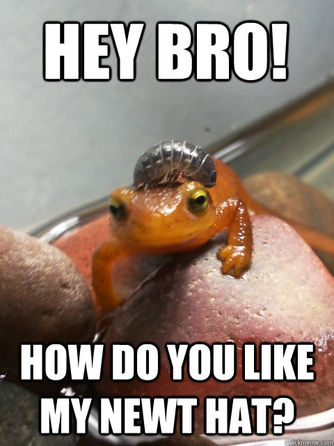 Hey Bro! how Do you like my newt hat?  charmander