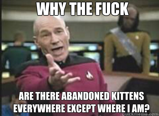 Why the fuck Are there abandoned kittens everywhere except where I am?  What the Fuck