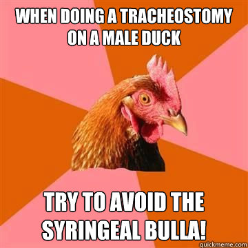 When doing a tracheostomy on a male duck Try to avoid the syringeal bulla!  Anti-Joke Chicken