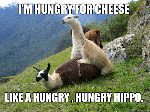 like a hungry , hungry hippo. I'm hungry for cheese - like a hungry , hungry hippo. I'm hungry for cheese  llamalla