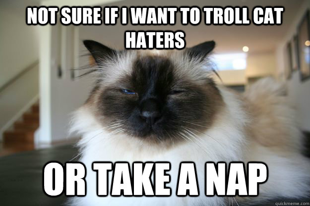 not sure if I want to troll cat haters or take a nap  