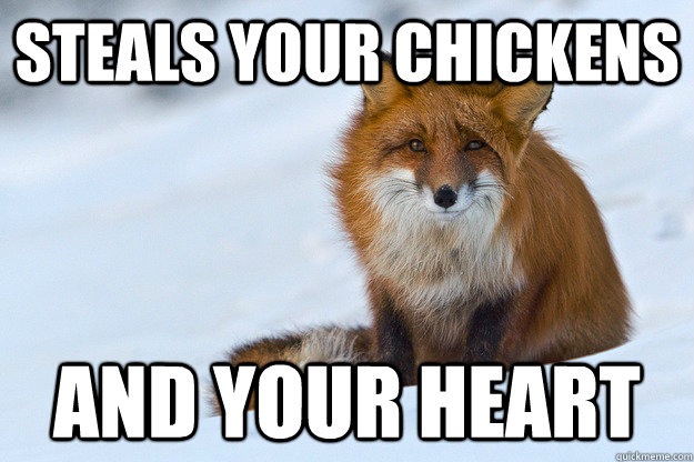 Steals your chickens and your heart - Steals your chickens and your heart  Ridiculously Photogenic Fox