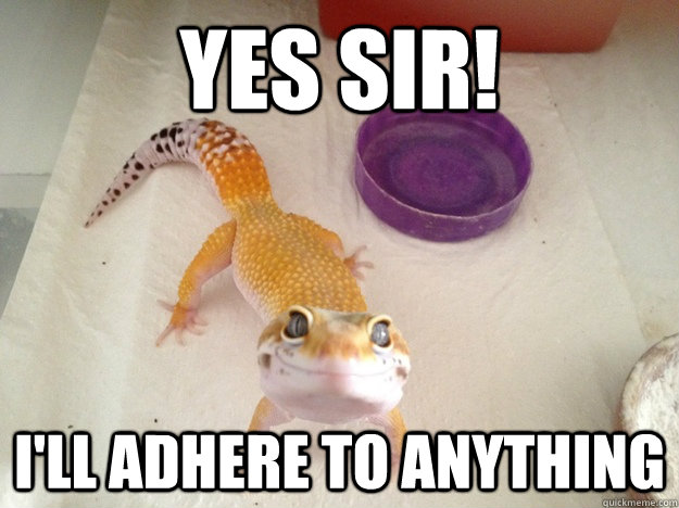 yes sir! I'll adhere to anything  Ridiculously Photogenic Gecko