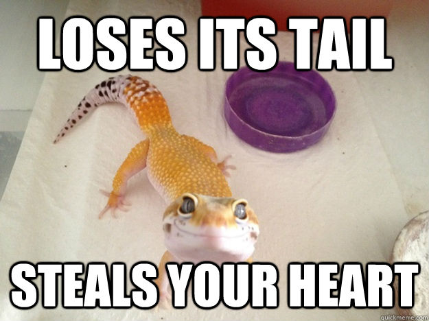 loses its tail steals your heart - loses its tail steals your heart  Ridiculously Photogenic Gecko