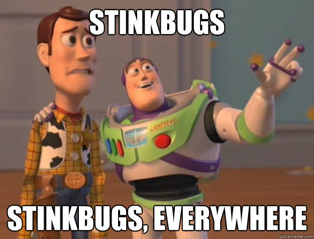 Stinkbugs Stinkbugs, everywhere  