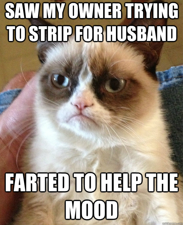 Saw my owner trying to strip for husband farted to help the mood - Saw my owner trying to strip for husband farted to help the mood  Grumpy Cat